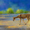 deer-crossing by selva