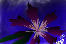 flowers-again