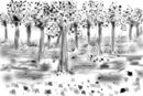 bosque