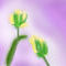 purple-and-yellow by solange62