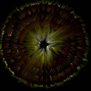 firework