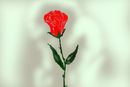 christmas-rose