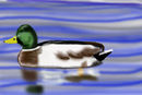 duck