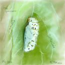pupa-en-proceso