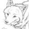 coyote-sketch by X3Innocent