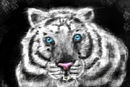 white-tiger