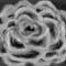 burned-rose by pichalka