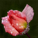 after-the-rain