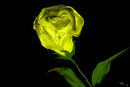 yellow-rose
