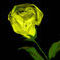yellow-rose by bizzybee