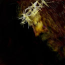 inri2