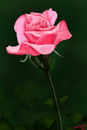 long-stemmed-pink-rose