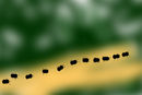ants-on-a-log