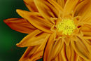 dahlia