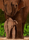 elephants