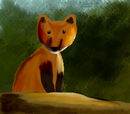 fox-pup