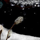 snowy-night