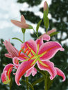 pink-splendor
