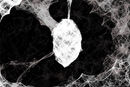 the-cocoon