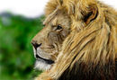 majestic majestic