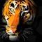 tiger by marissa