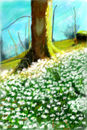 snowdrops-under-a-big-