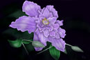 clematis