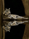 reflection
