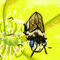 a-bee-and-his-flower by Spiritofthebrush93