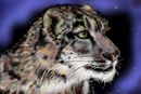 snow-leopard