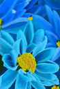 blue-for-you