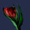 tulip by amschade