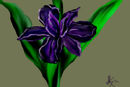 iris