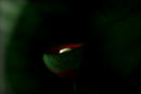 darkbell