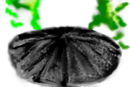 umbrella-unfinished