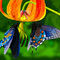 shared-nectar by marilens