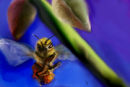 bee-dancing