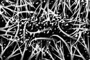 abstract-vines