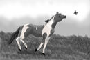 bugsy-black-and-white