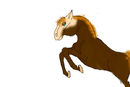 first-horse first-horse