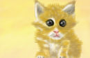 kitten kitten