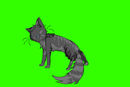 cinderpelt