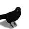 crow by kanellos