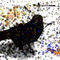 crow by olympiakos7777