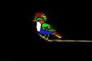 bird