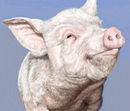 miss-p-pig