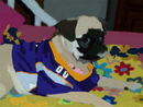 pug-peanut-drawing