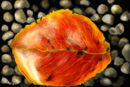 a-leaf