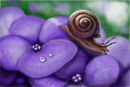 snail snail