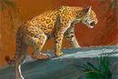 jaguar-drawn-from-the- jaguar-drawn-from-the-
